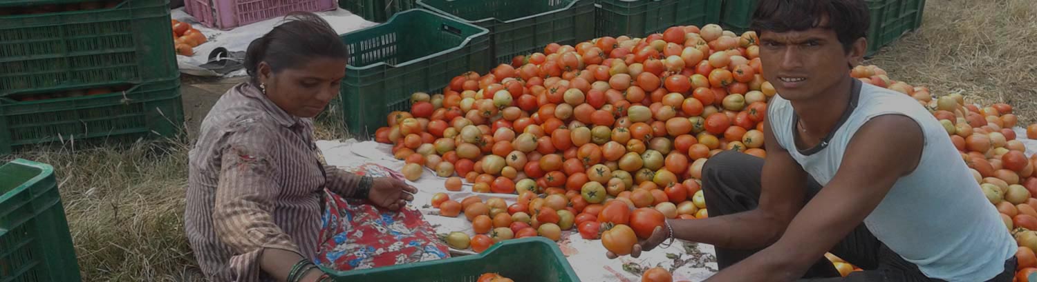 Amazing Journey from Deprivation to Abundance - Agricultural Development In India