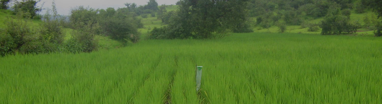 A Glimpse of Evolving Buchkewadi