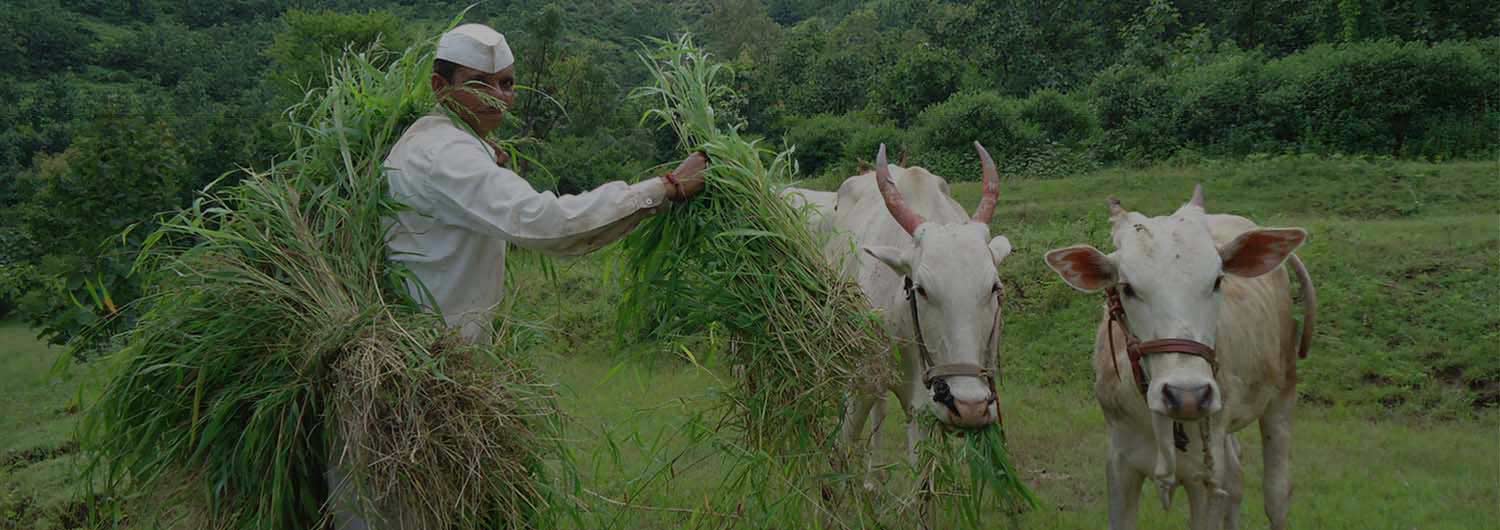 Ensuring Livelihoods Through Varied Options